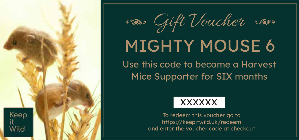 KiW Gift Voucher MM6 XX v3